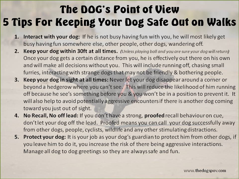 keep dogs safe out walking