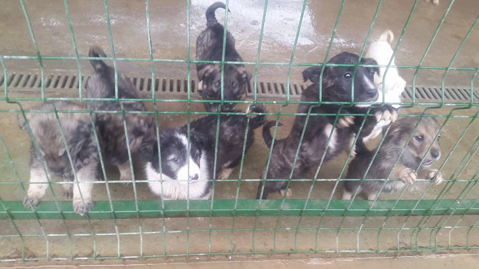 puppies in romanian shelter