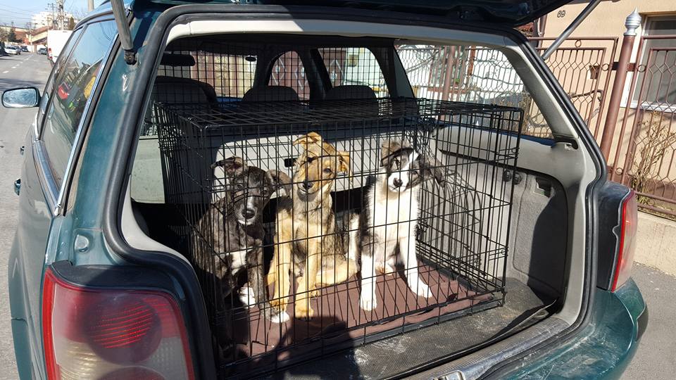 romanian rescue puppies leaving on transport