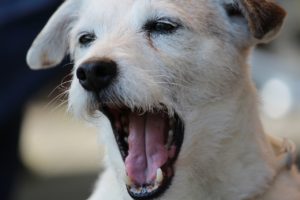 dog yawning stress in dogs