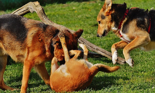 train your dog - dogs playing