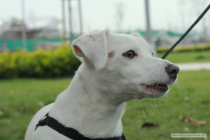 white dog wearing a harness and lead