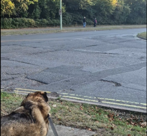A dog watching another dog across the street