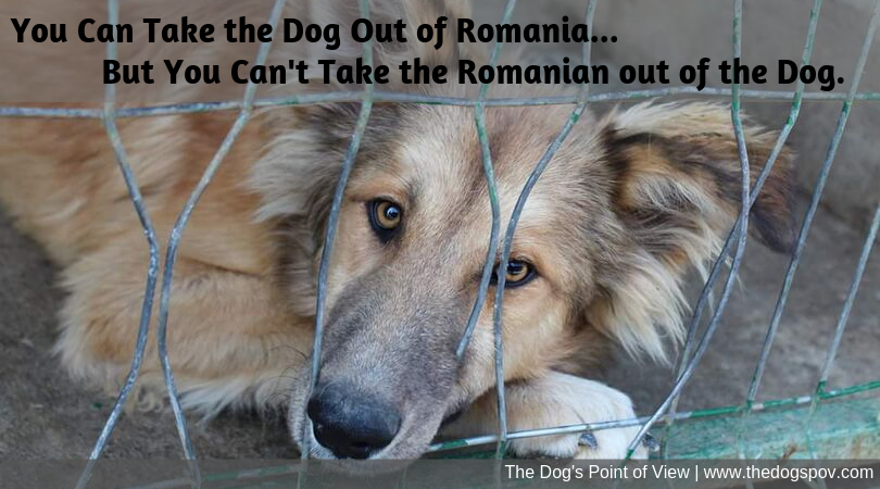 coaching group Romanian Rescue Dogs