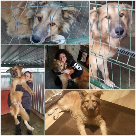 Romanian Rescue dogs seminars