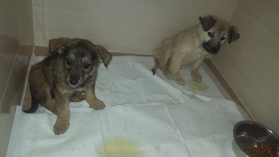 puppies in romanian shelter