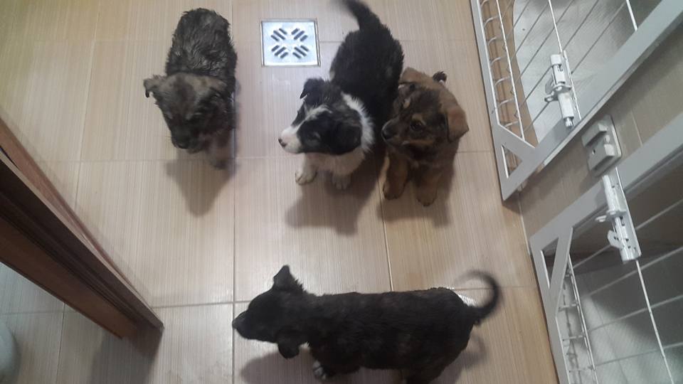 romanian rescue puppies at the vets