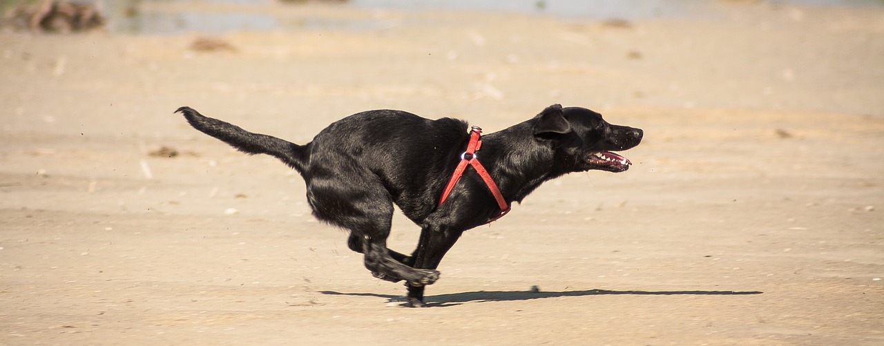 dog_running The DOG's Point of View