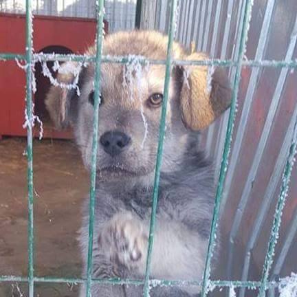 Romanian Rescue Dog - Dakota
