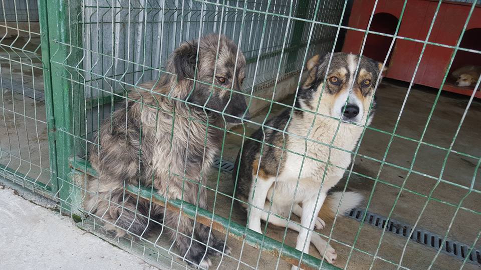 romanian rescue dogs in shelter