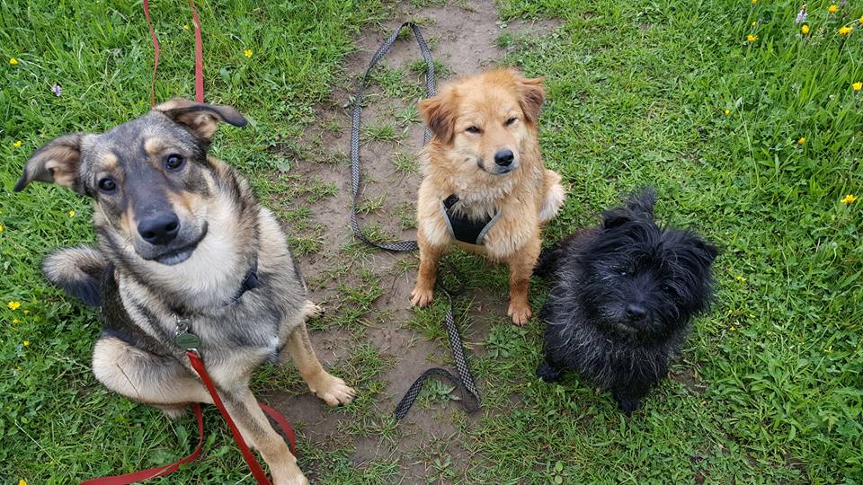Romanian Rescue Dogs