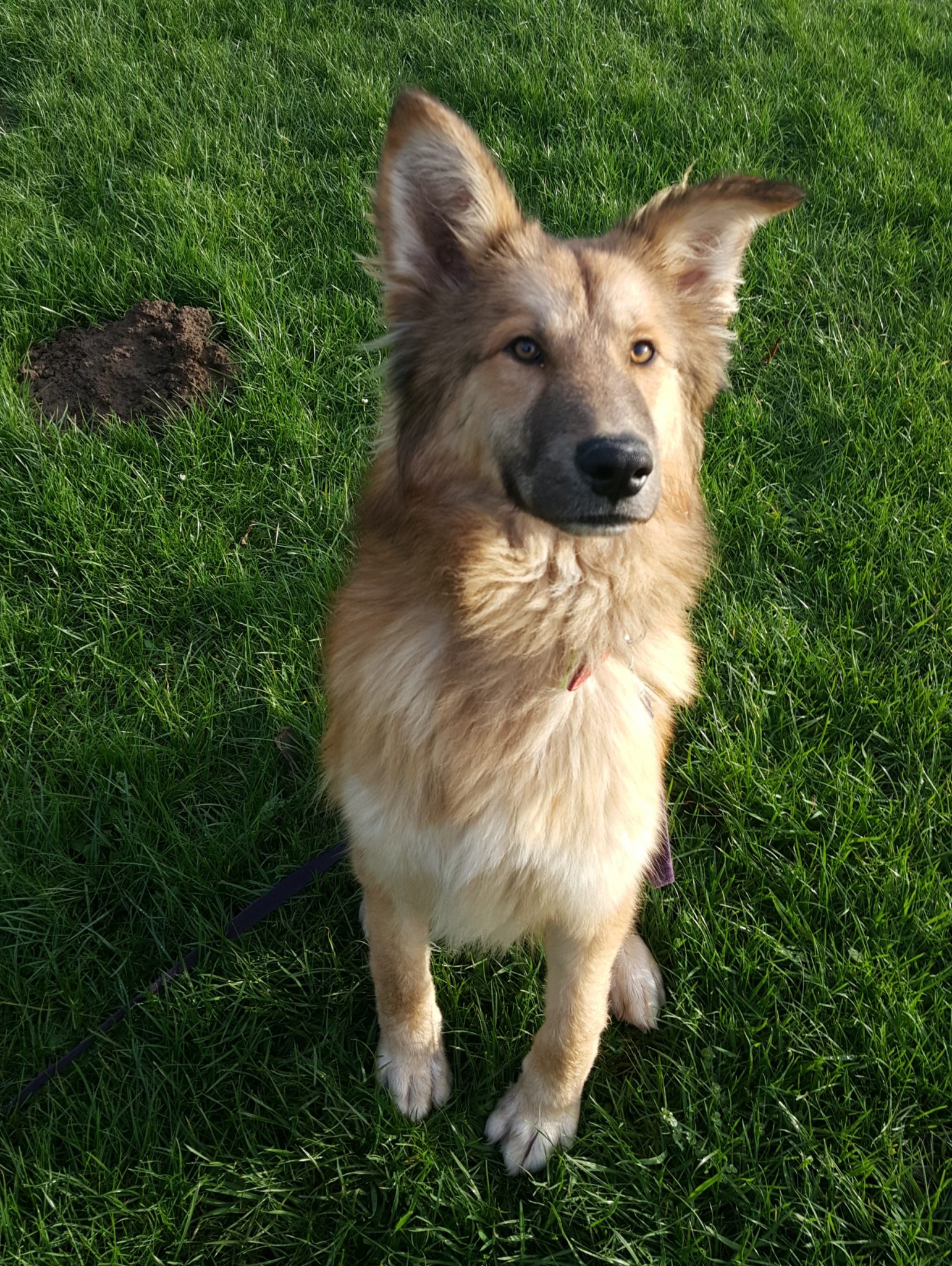 Merlin - Dog training help & support