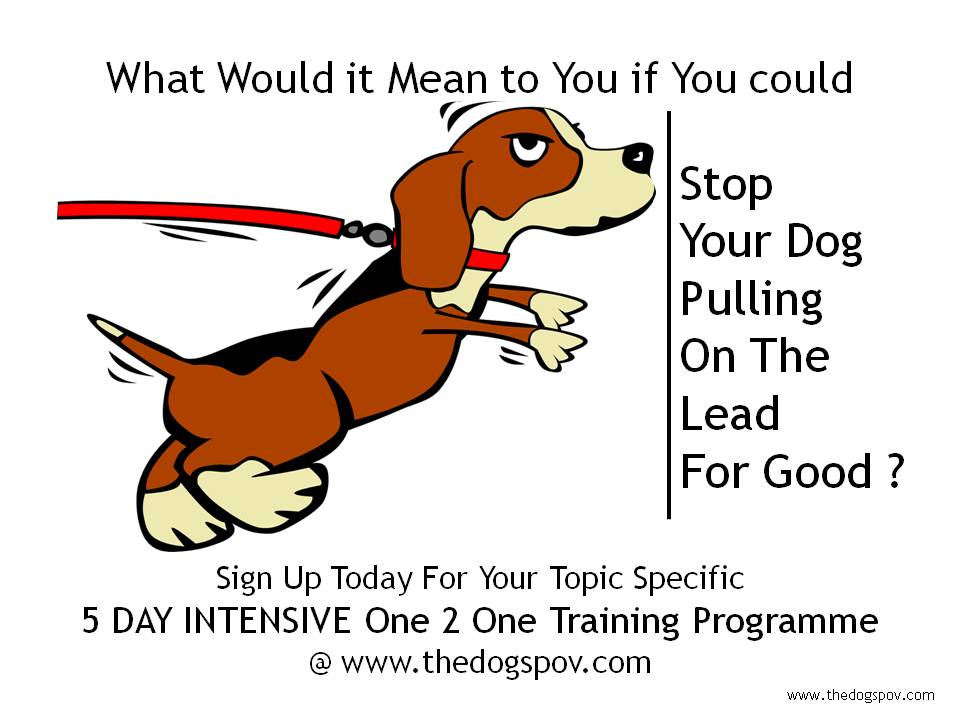 LLW_5DyProg_PromoPic_lesstxt The DOG's Point of View