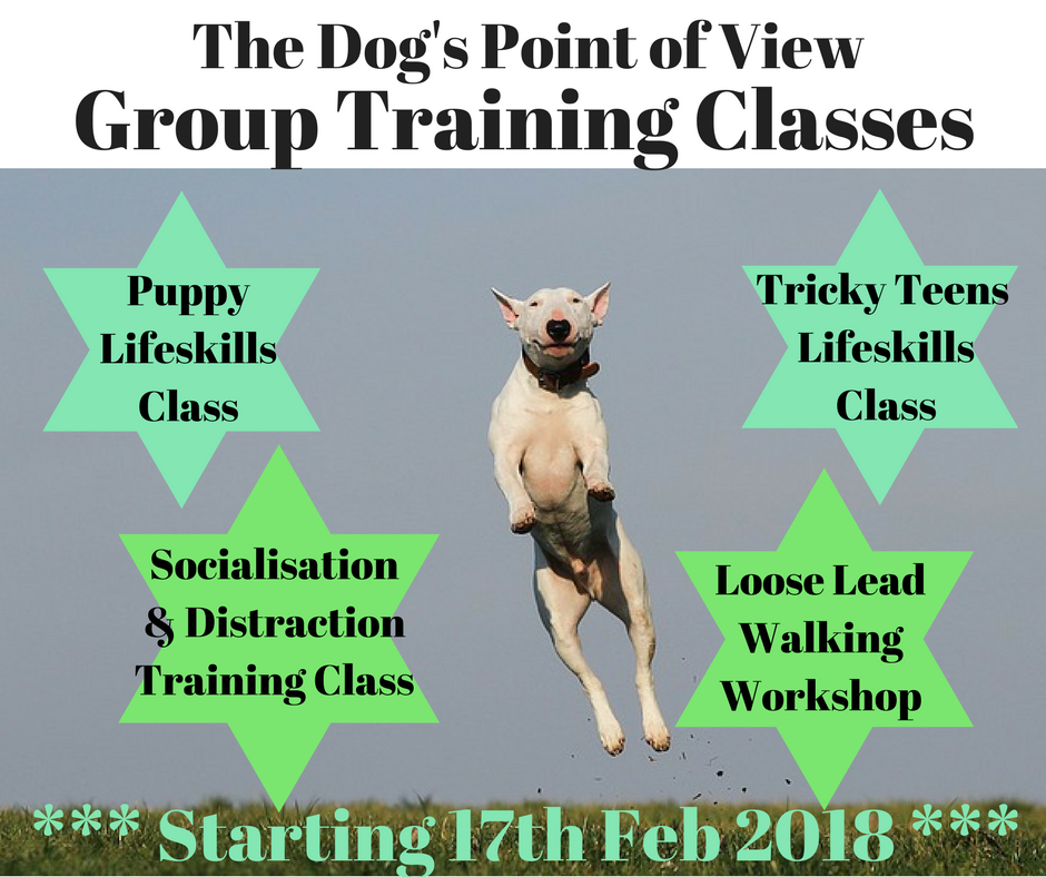 Dogspovtngclasses The DOG's Point of View