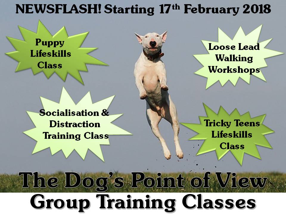 TrainingClassAdPic The DOG's Point of View