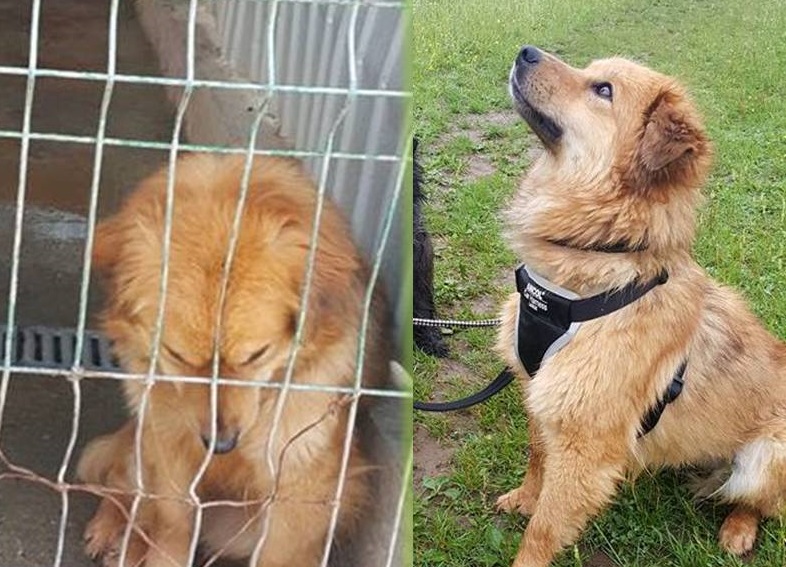 romanian rescue dogs advice