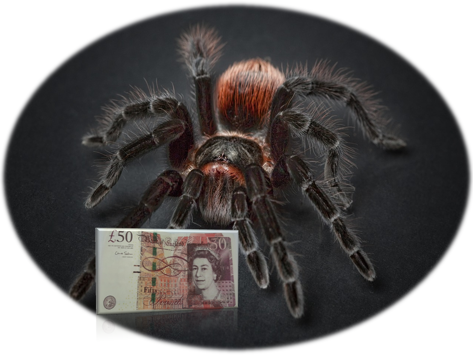 spider-money