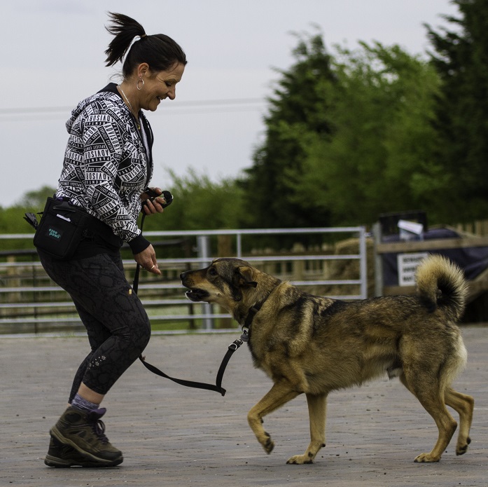 Romanian rescue dog Tramp