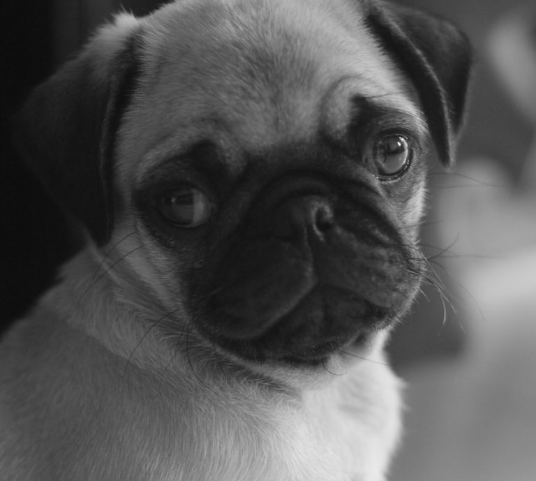 Dogs Are Not Robots Things That Can Affect Your Dogs Behaviour