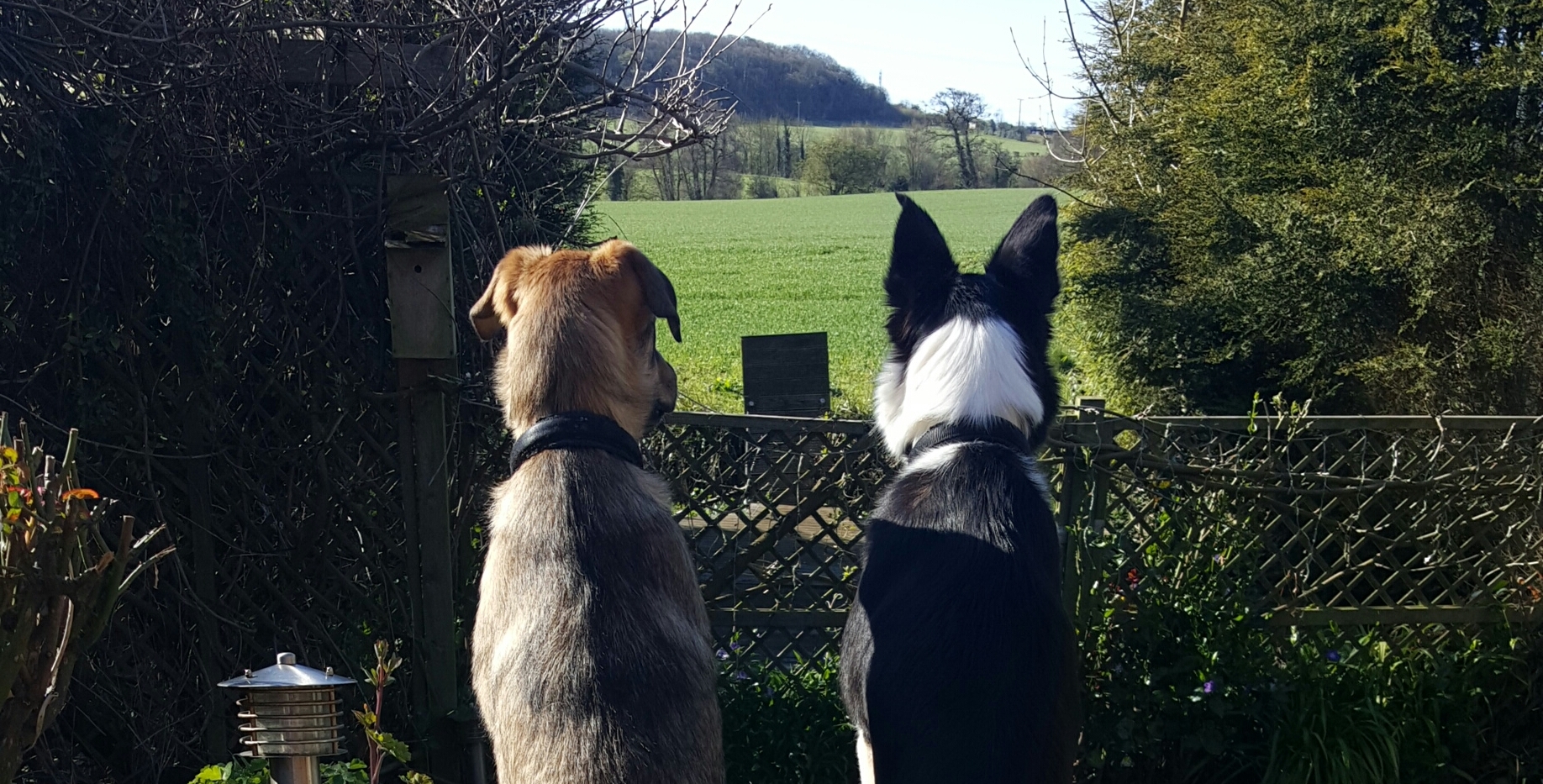 20160417_0928431 Copy The DOG's Point of View