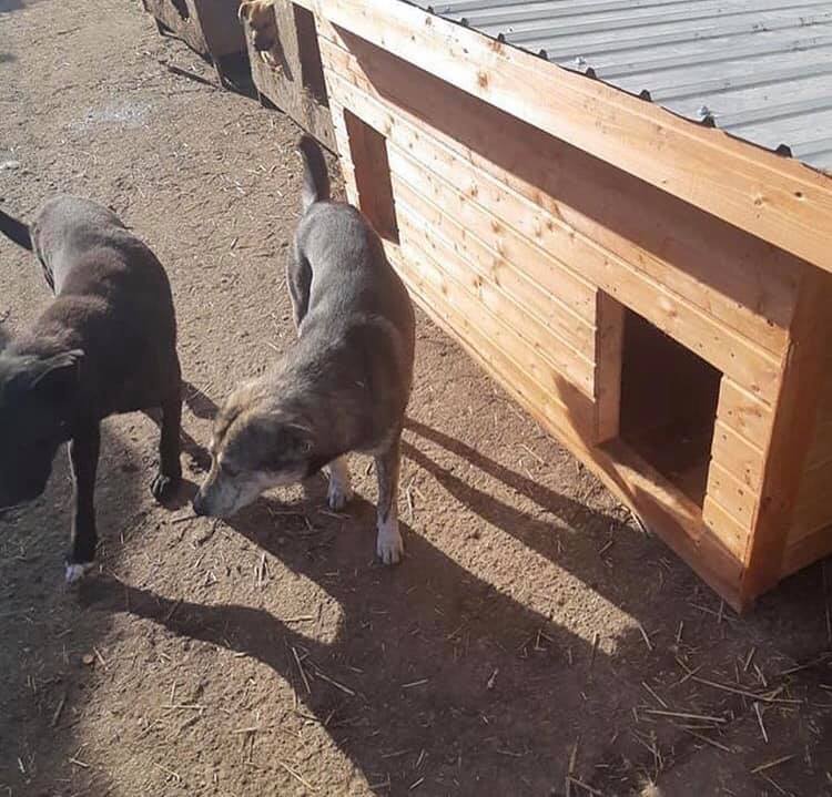 new kennels in romanian shelter