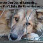 coaching group Romanian Rescue Dogs