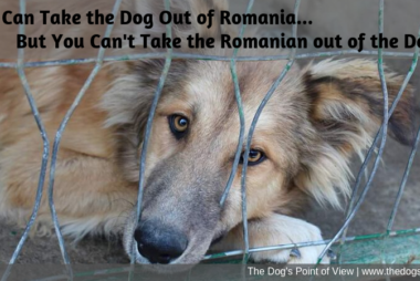 romanian rescue dogs seminars