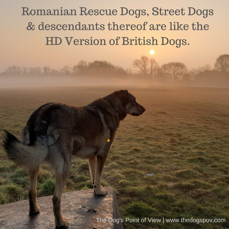 Living with Romanian Rescue Dogs