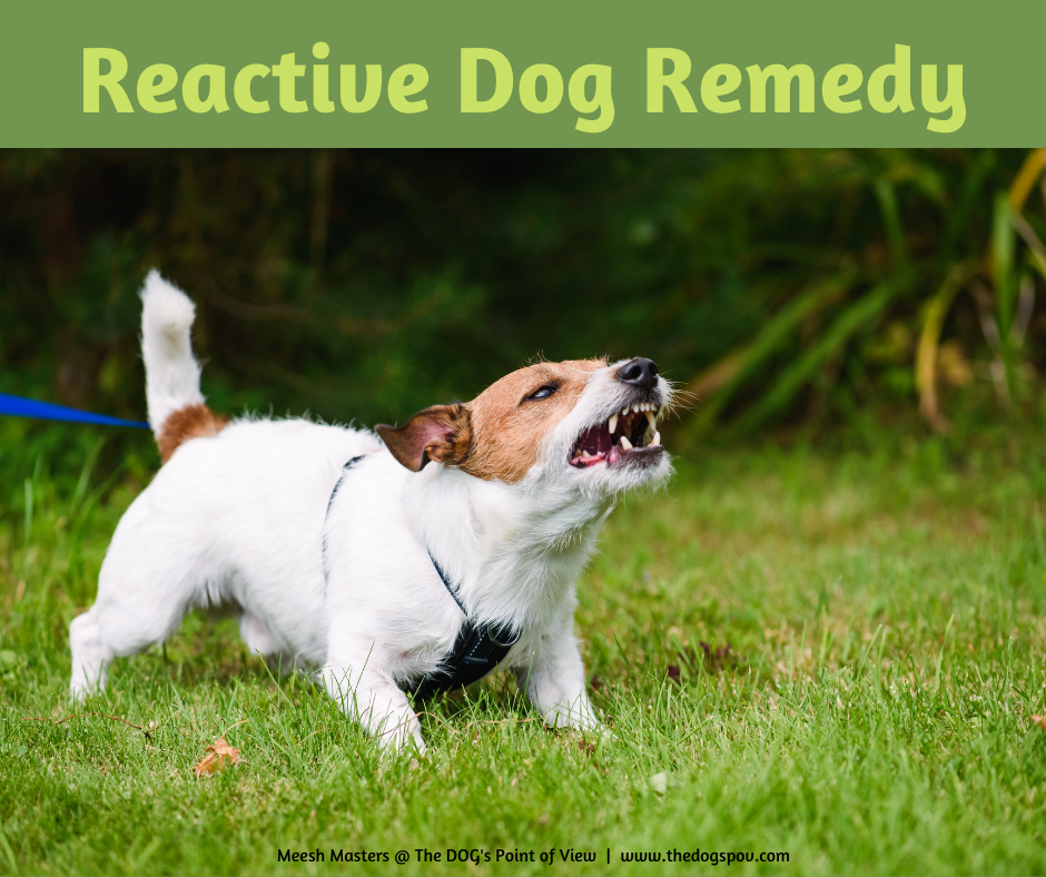 reactive dog bach flower remedy