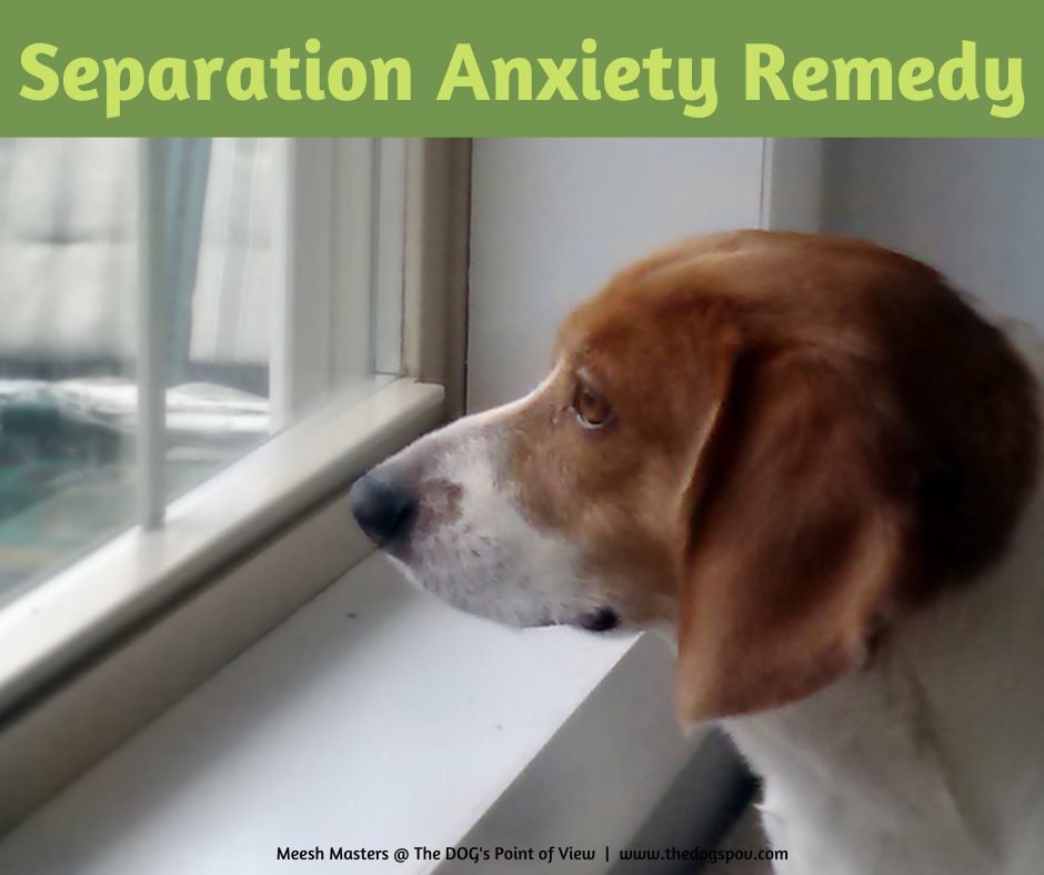 separation anxiety bach remedy