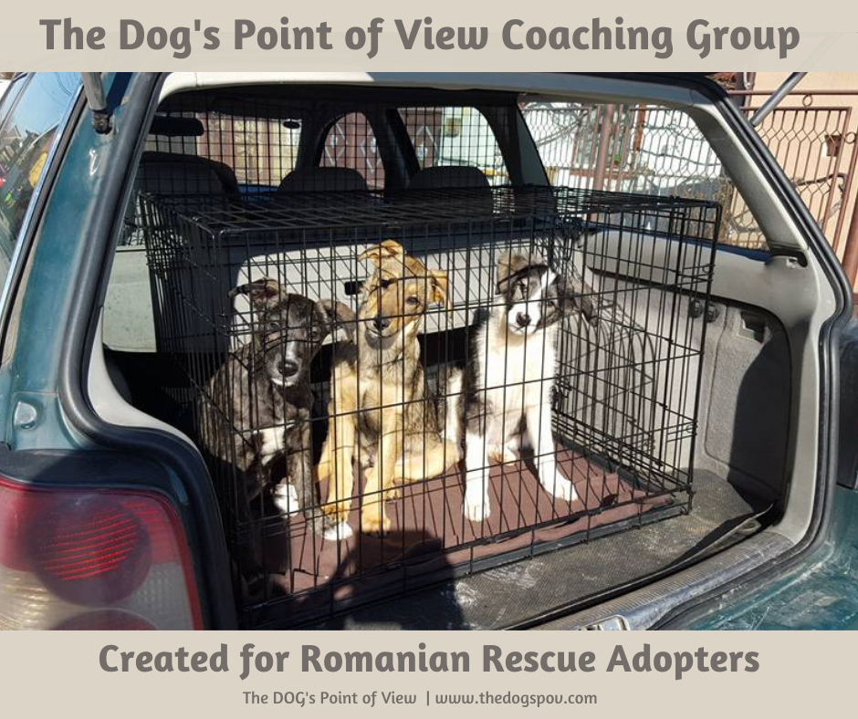 The Dog's Point of View Coaching Group