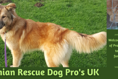 Romanian Rescue Dog Pro's