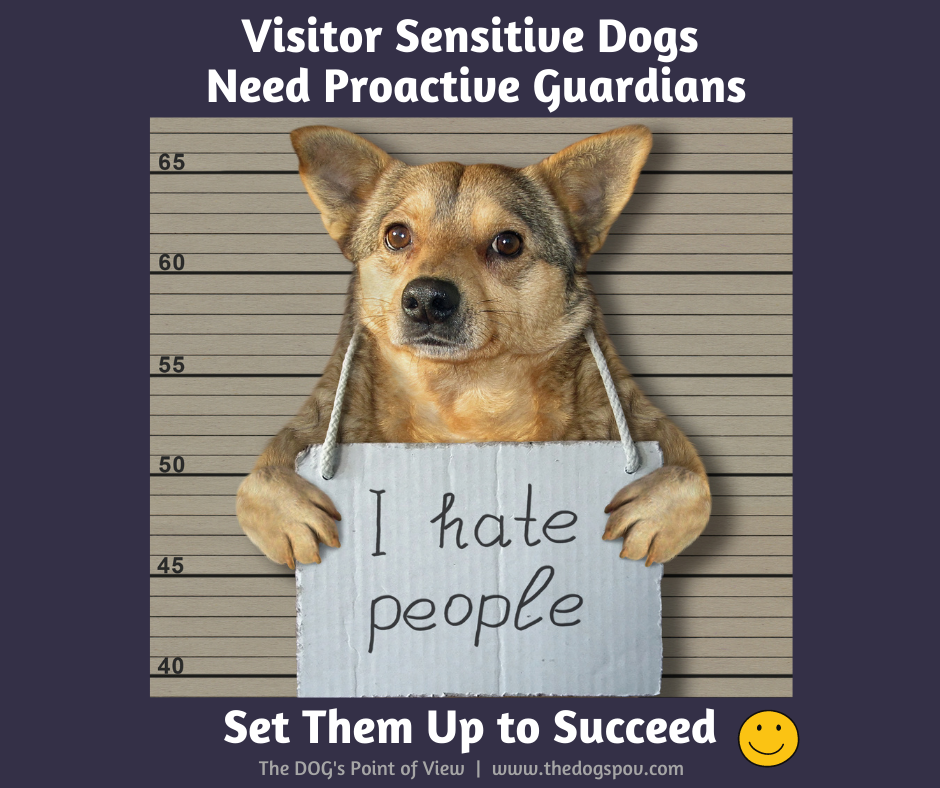 visitor sensitive dogs